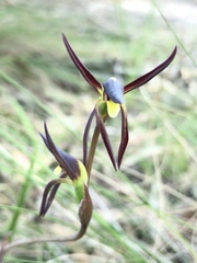 Lyperanthus suaveolens
