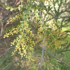 Acacia pravissima