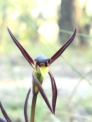 Lyperanthus suaveolens