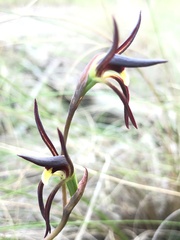 Lyperanthus suaveolens