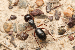 Myrmophyma