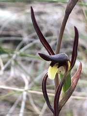 Lyperanthus suaveolens