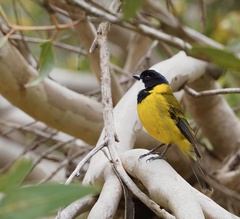 Pachycephala fuliginosa