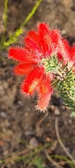 Erica cerinthoides