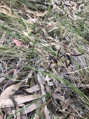 Lyperanthus suaveolens