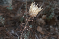 Leuzea conifera