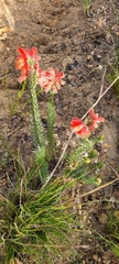 Erica cerinthoides