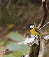 Pachycephala fuliginosa
