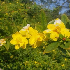 Jasminum mesnyi