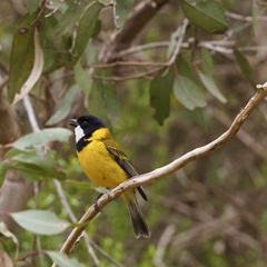 Pachycephala fuliginosa