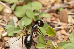 Myrmophyma