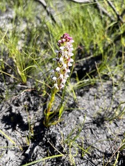 Disa obtusa