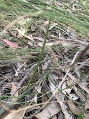 Lyperanthus suaveolens