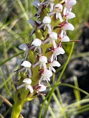 Disa obtusa