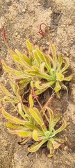 Drosera hilaris