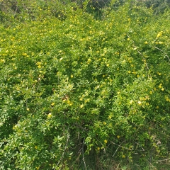 Jasminum mesnyi