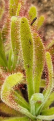 Drosera hilaris