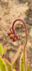 Drosera hilaris
