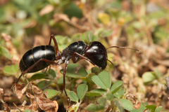 Myrmophyma
