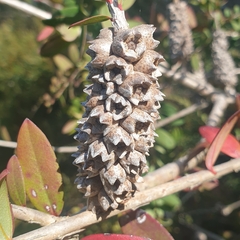 Melaleuca hypericifolia