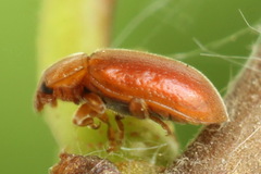 Coccidula rufa