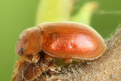 Coccidula rufa