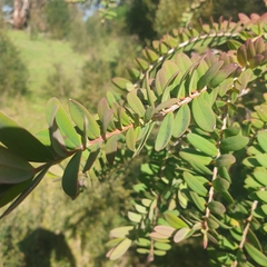 Melaleuca hypericifolia
