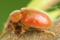 Coccidula rufa