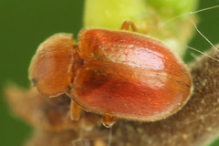 Coccidula rufa