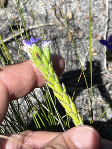 Image of Pink Capesaffron (Gnidia penicillata) by (c) Charleen Brunke, some rights reserved (CC BY)