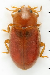 Coccidula rufa