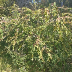 Melaleuca hypericifolia