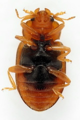 Coccidula rufa