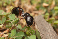 Myrmophyma