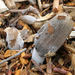 Coprinus lagopus - Photo (c) Vicki & Chuck Rogers, some rights reserved (CC BY-NC-SA)