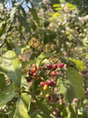 Psychotria zombamontana