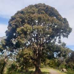 Angophora costata