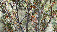 Nothofagus cliffortioides