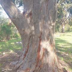 Angophora costata