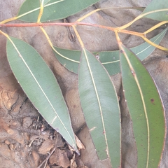 Angophora costata