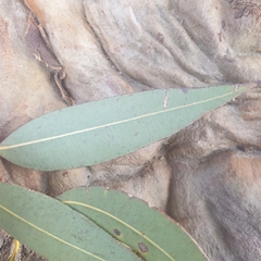 Angophora costata