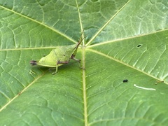 Sphenarium purpurascens