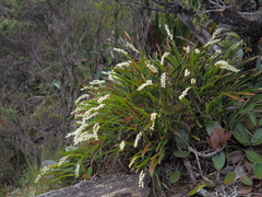 Epidendroideae