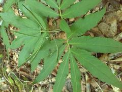 Cardamine heptaphylla