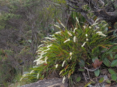 Epidendroideae
