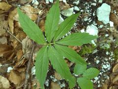 Cardamine heptaphylla