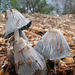 Hare's Foot Inkcap - Photo (c) Vicki & Chuck Rogers, some rights reserved (CC BY-NC-SA)
