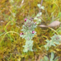 Parentucellia latifolia