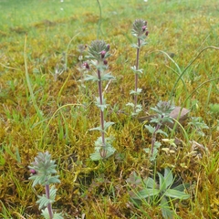 Parentucellia latifolia