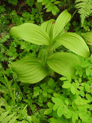 Veratrum viride eschscholtzianum